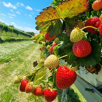 high paying fruit picking jobs UK