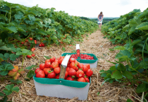high paying fruit picking jobs UK